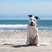 Maggie travels with me often.  She loves to see and smell the variety of creatures living on the Eastern Shore of Maryland.