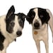 Mowgli & Bailey