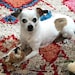 Gidget