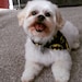 Frank (Frankie, Frankenstein)