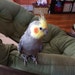 Larry Bird the Cockatiel