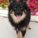 Kuma
