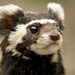 Weasel