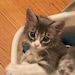Lynx