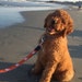 Cooper
