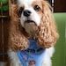 Dexter the Dog