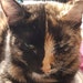 Salem    (Cat Toy Division)