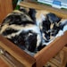 CatBox