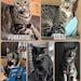 All the kitties