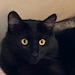 Koko