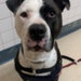 Petey