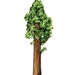 Shop Pine
