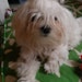 BiBi the Little Maltese