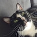 Sid-Gomez Addams
