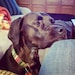 Duchess
