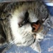 Barnaby the studio kitty