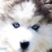 Fluffy
