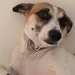 Mikey-Dog