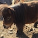 Tootsie The Tiny Horse