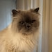 Susan