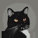 Minique (Our gorgeous cat)