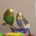 Kito and Nim