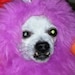 MORDRED my sweet streethuahua I found in front of me apartment 11 years ago, named after the son King Arthur had with his sister Morgana. 
