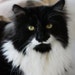 Oliver - Maine Coon Mix