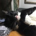 Trill the cat