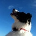 Comet