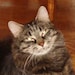 Mister Pooky