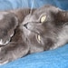 Tuffy The Blue Cat