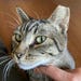 Whiskers