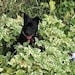 Bramble