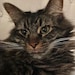 Bobcat