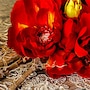 shop-member-photo