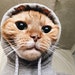 Kitties