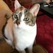 Gia