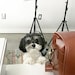 Cash the Pooch