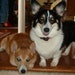 Cooper and DiDi
