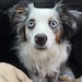 Suki