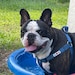 Tater the Wonder Dog