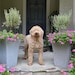 Cyrus the Doodle