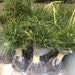 We Ship Evergreens  Year round we will schedule  your reserved shipment date on our work order schedules