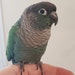 Piper