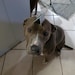 June Bug