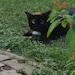 SpookersTheCat