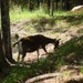 The Various Goats