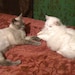 Minky & Piggyplum