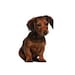 Gustav's Dachshund Shop
